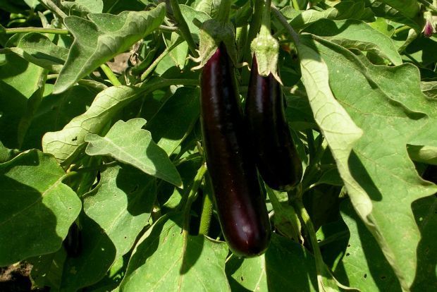 Photo: businessinsider.com.au