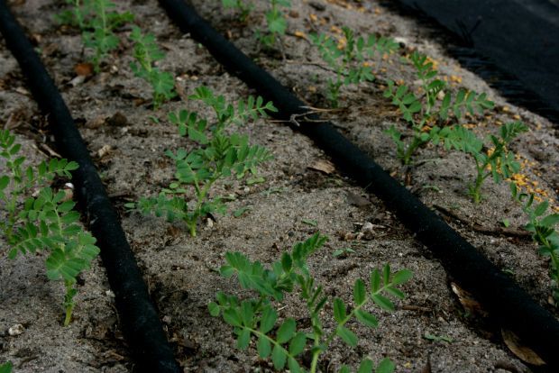 Photo: justinandelise@Flickr