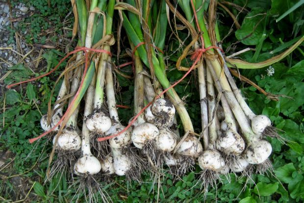 Φύτεμα βολβών κρεμμυδιού (οnehundreddollarsamonth.com)