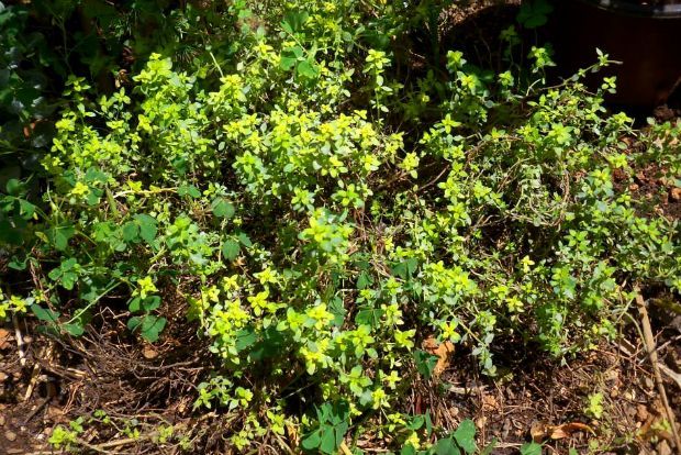 Θυμάρι έρπον, photo: Άντυ Παξινός