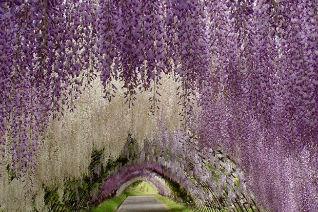 Wisteria sinensis
