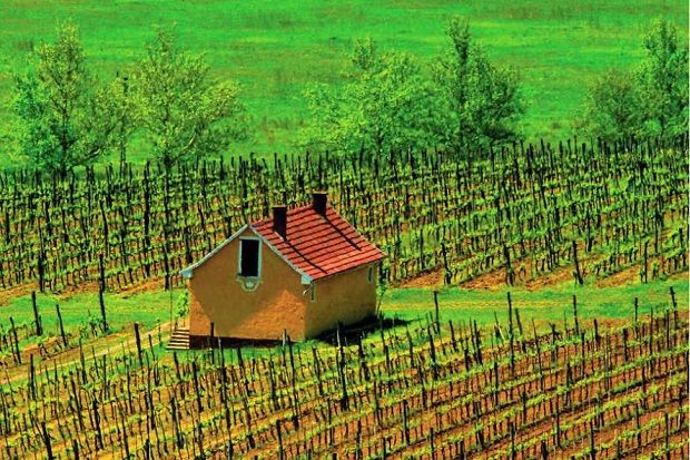 Εικόνα από αμπελώνα στο Τοκαΐ