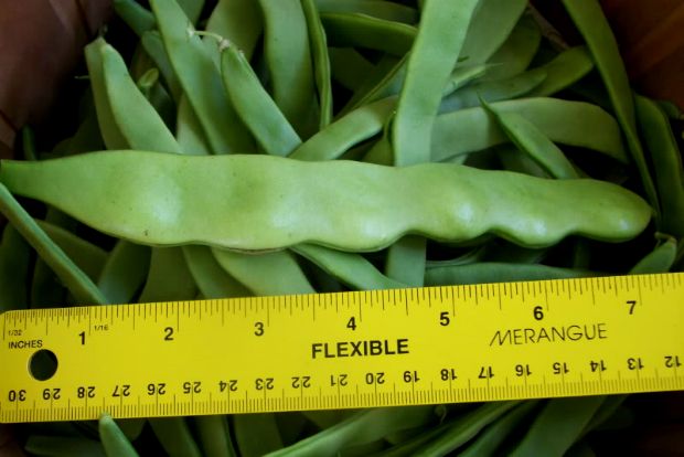 weedingonthewildside.blogspot.gr