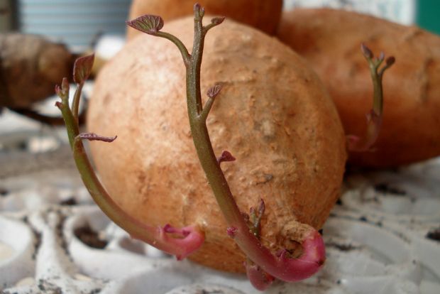 Photo: outlawgarden.com