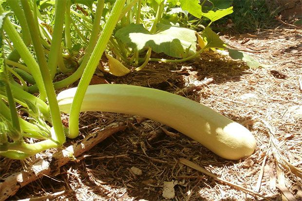 Photo: Παξινός Άντυ