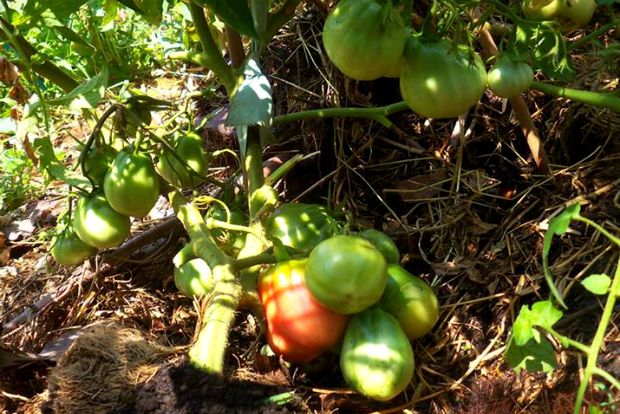 photo: Άντυ Παξινός