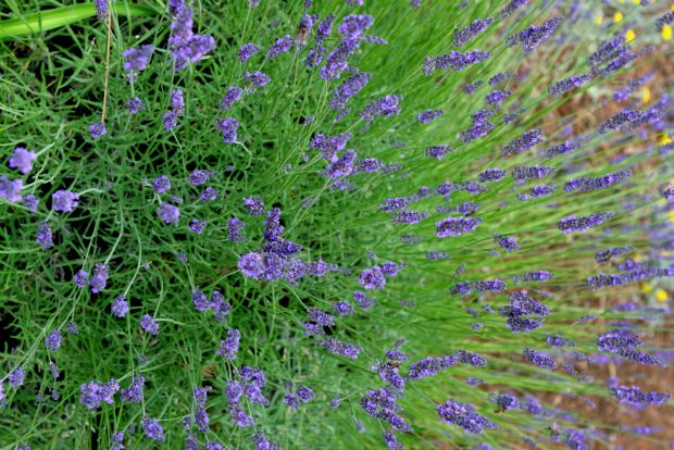Lavandula angustifolia