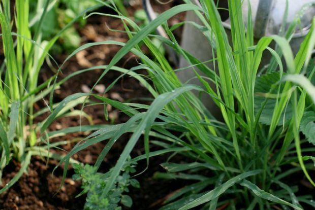 Λεμονομέντα, ericinsf@Flickr