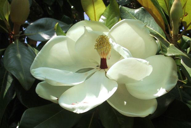 Magnolia grandiflora