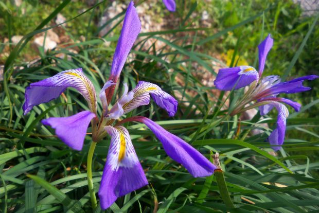 photo: Άντυ Παξινός