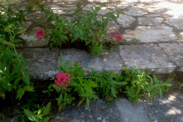 Κέντρανθοι μες απ' τις χαραμάδες