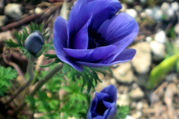 Anemone de Caen