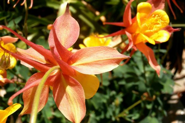 photo: Άντυ Παξινός