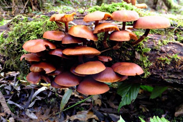 Φωτο: Ο Δημήτρης Τσακίρης επί το έργον, κρατώντας μία Grifola frondosa