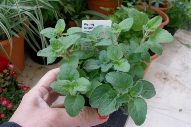 Photo: ftiaxnokipo.gr