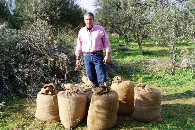 Στους ελαιώνες Σακελλαρόπουλου