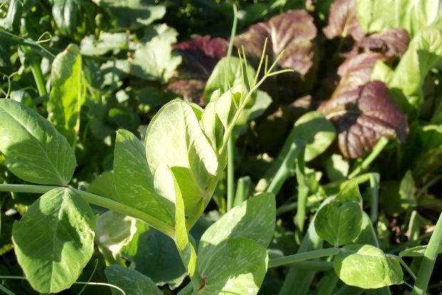 photo: Άντυ Παξινός