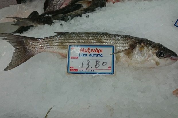 [photo: Νίκος Μορόπουλος]