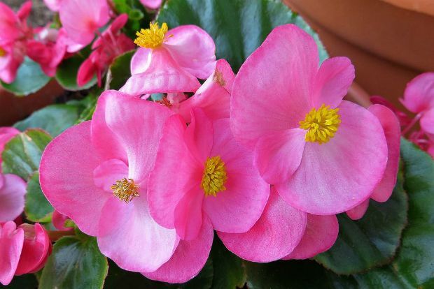 Καρότα, colourme@Flickr