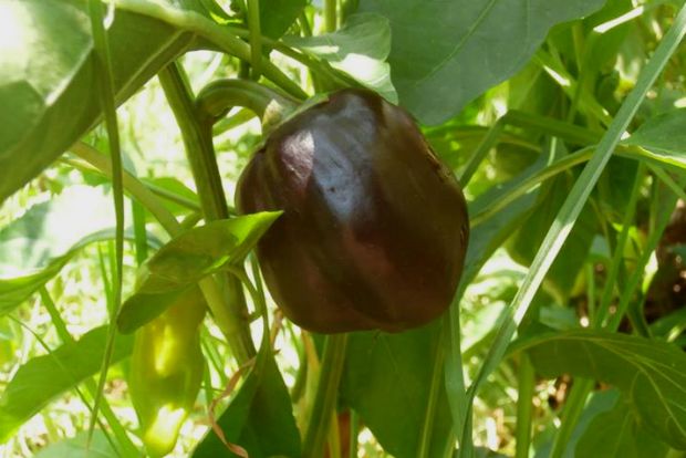 photo: Άντυ Παξινός