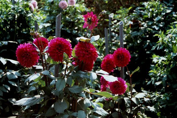 Photo: gardenofeaden.blogspot.gr