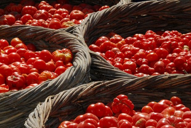 Άνυδρη καλλιέργεια φράουλας / seed-for-life.org