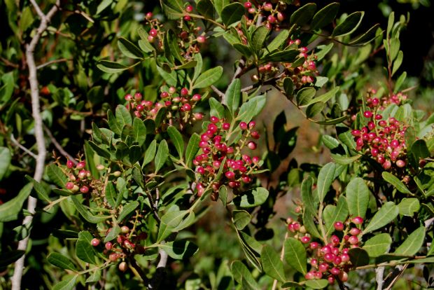 Photo: photobucket.com