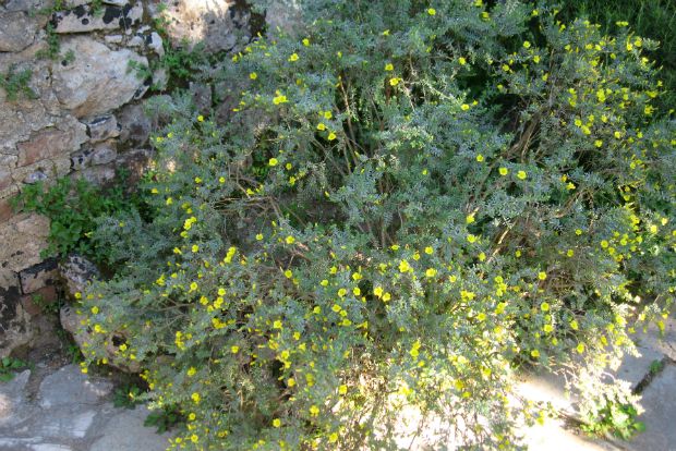 Hypericum parnassicum