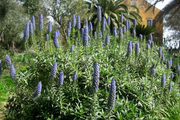 Echium fastuosum