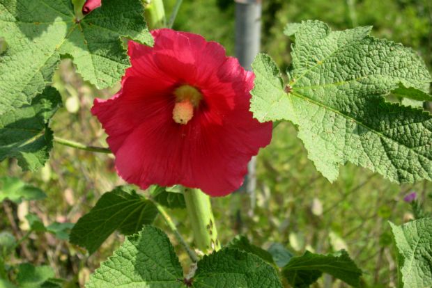 Aγριομολόχα