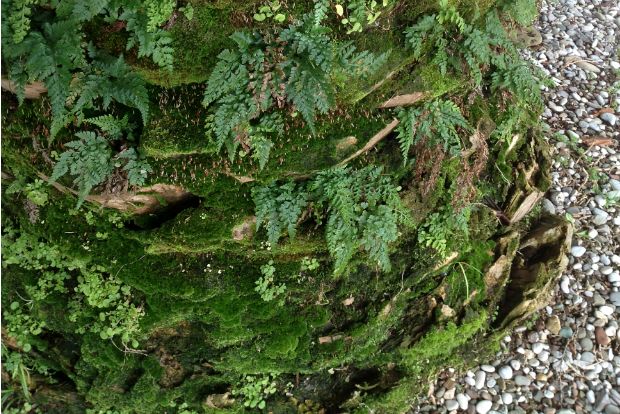 Φτέρες και βρύα