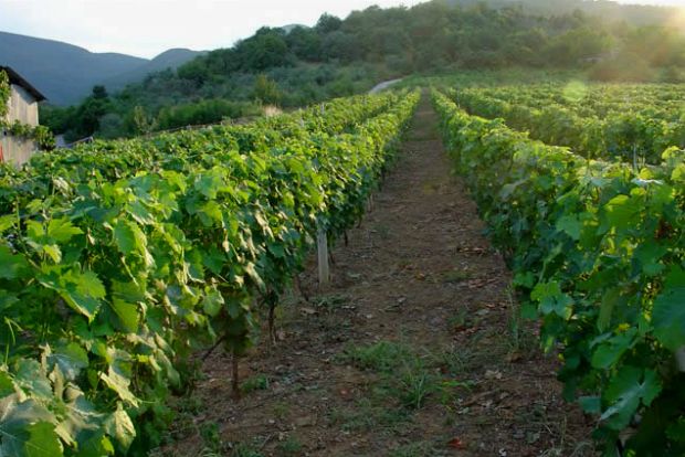 Ποικιλία μαύρο Μεσενικόλα, panoramio.com