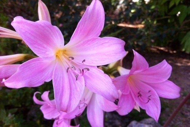 Φωτο: Μαριλή Αναργύρου