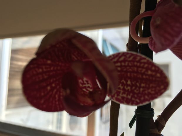 photo: Στέλλα Αλαφούζου