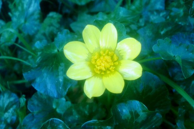 Νεραγκούλα