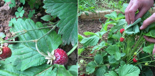 Η θέα στον Ευβοϊκό, photo: Κική Τριανταφύλλη