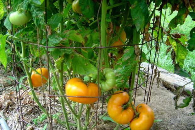 Photo: clairewait.wordpress.com