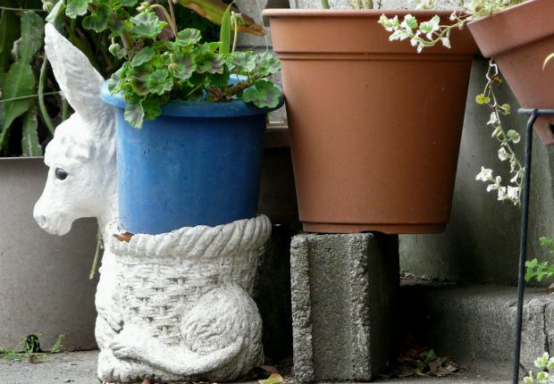 Photo: missouribotanicalgarden.org