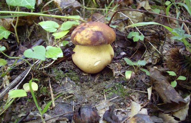 Το βασιλόπουλο:  γνωστό με το ιταλικό  όνομα porcini (boletus edulis)