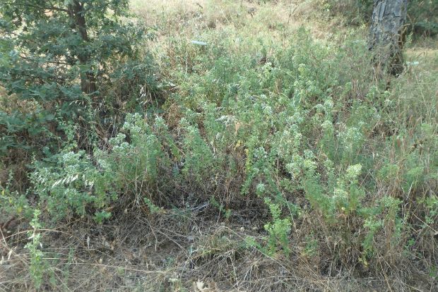 photo: Ηλίας Προβόπουλος