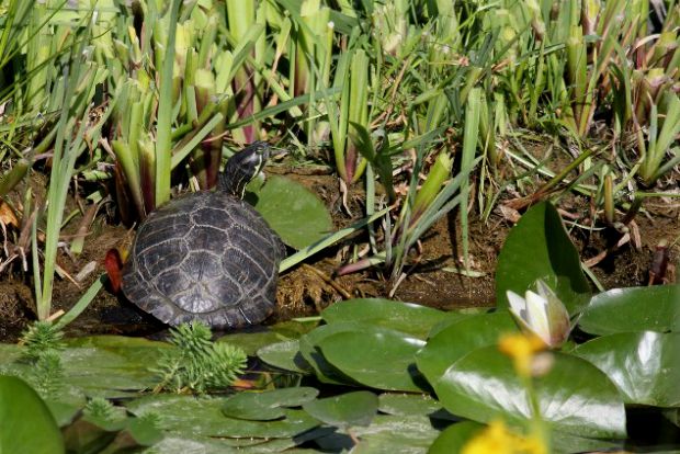 Φωτό: Θοδωρής Καρανίκας