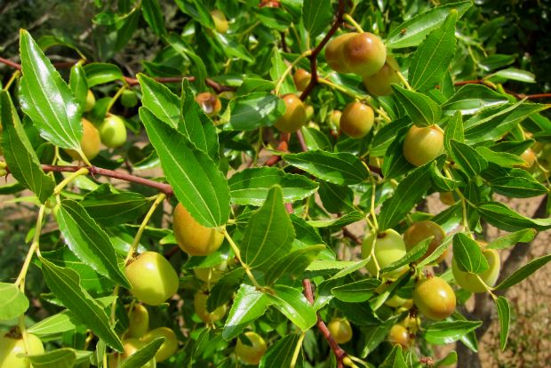 Φωτό: Πέτρος Λαδάς