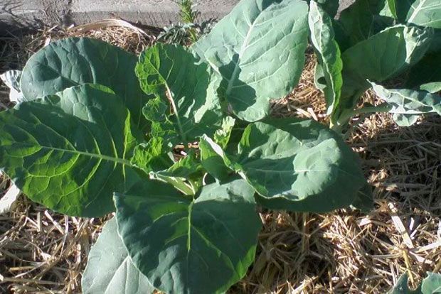 Τα γογγύλια