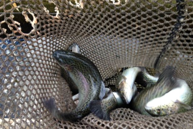 Άγριες πέστροφες ψαρεμένες στον Καρπενησιώτη / φωτό: Κική Τριανταφύλλη