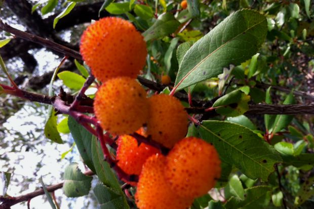 Φωτό: Μαριλή Αναργύρου