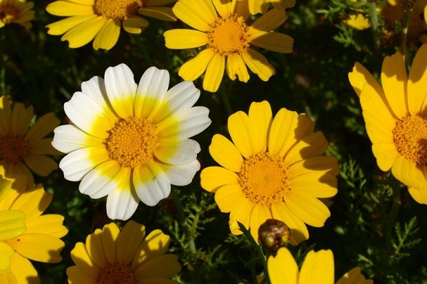 [photo: Νεκταρία Κοκκινάκη]