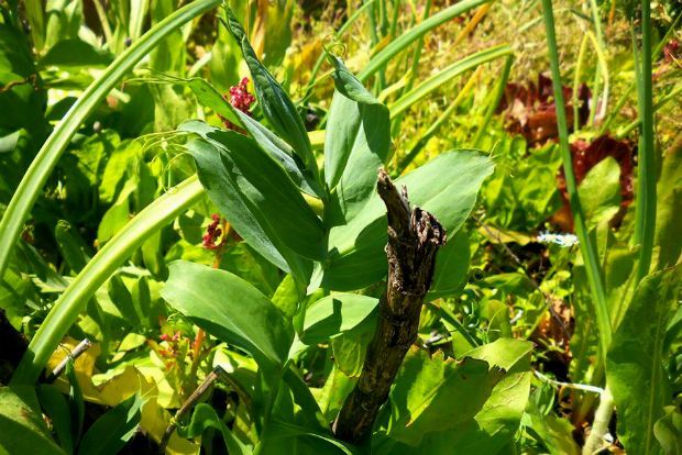 photo: Άντυ Παξινός