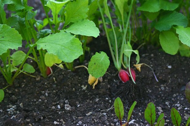 Μαρούλια, blackgold.bz