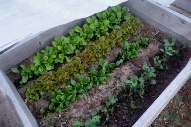 Νεαρά βλαστάρια από σπανάκι, ohmishka@Flickr