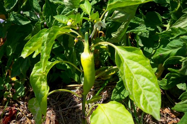 photo: Άντυ Παξινός